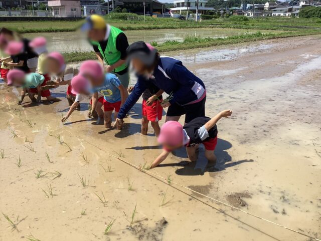 今日は、ふじ組さんが田植えに行って来ました☺︎
山野こども園のふじ組さんと一緒に苗を一本ずつ植えましたよ✨たくさんお米ができるといいな♪
稲刈りが楽しみですね☺︎
#恵大こども園 #稲刈り #山野こども園 #嘉麻市